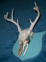 Borg deer trophy