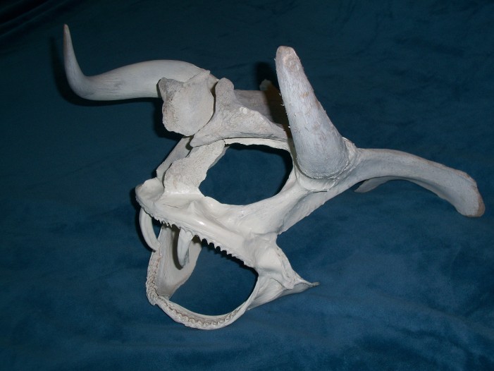 demon skull
