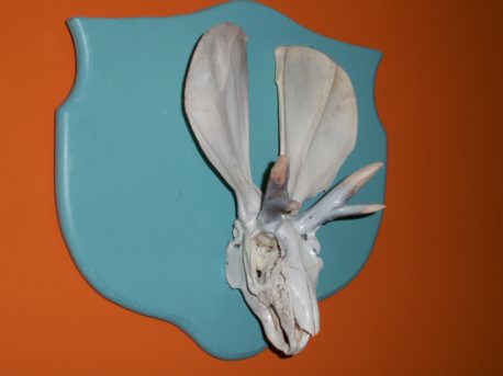 jackalope trophy