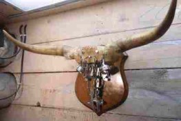 steer 1